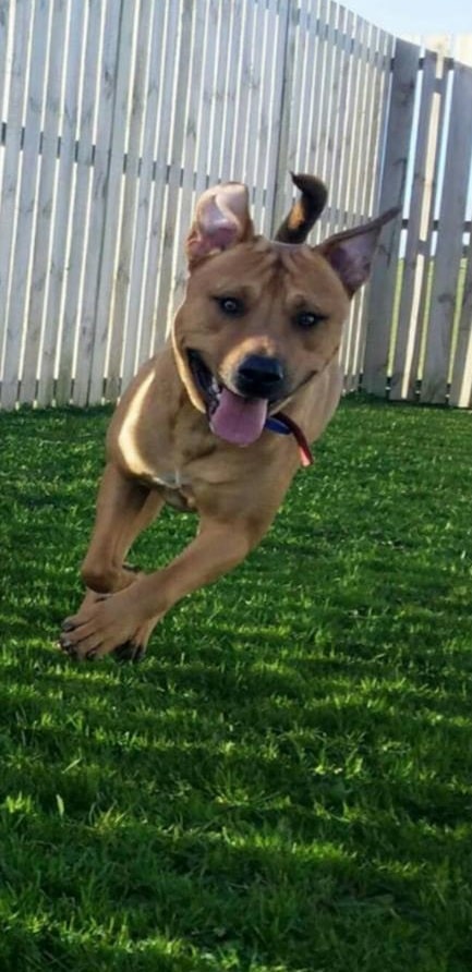 dog kennel near me