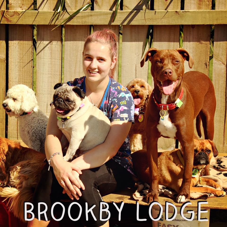 auckland dog kennels