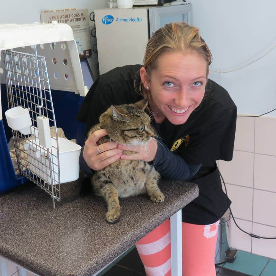 cattery auckland