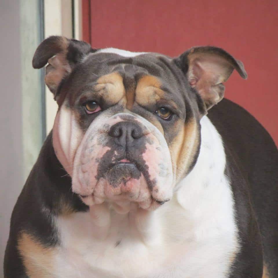 kennels south auckland