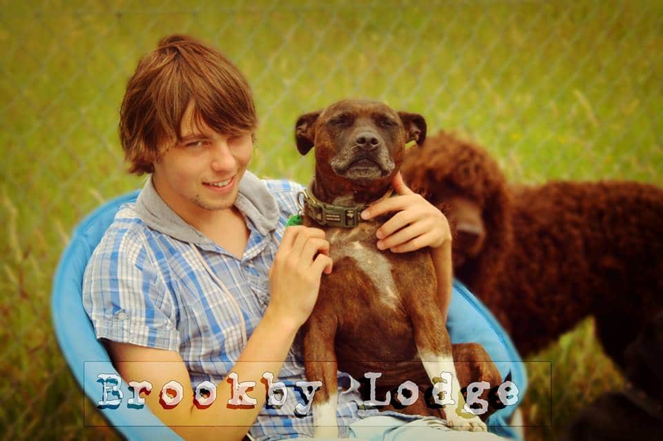 luxury dog kennels auckland