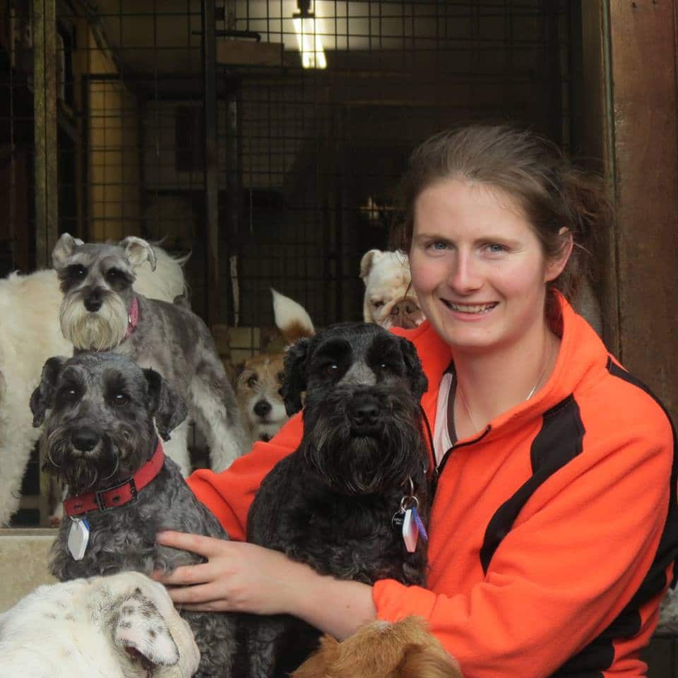dog daycare auckland