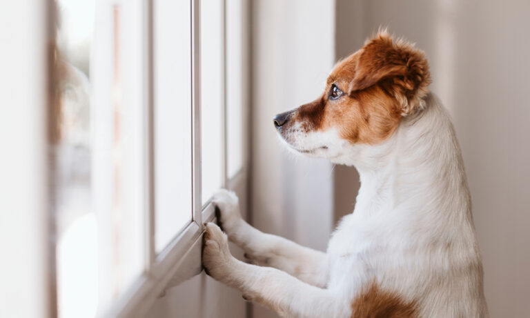 Separation Anxiety in Dogs: How Boarding Can Help