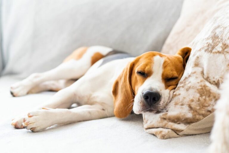 Why Is My Dog So Tired After Boarding?