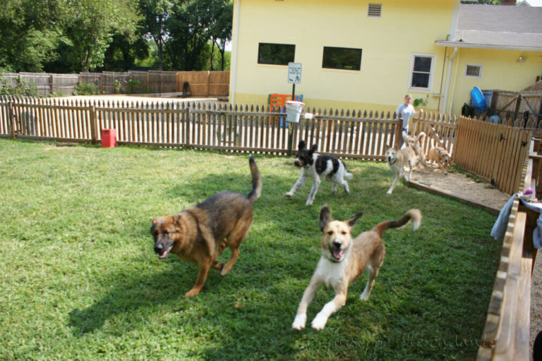 Paws and Think: Daycare or Boarding, What Suits Your Dog?
