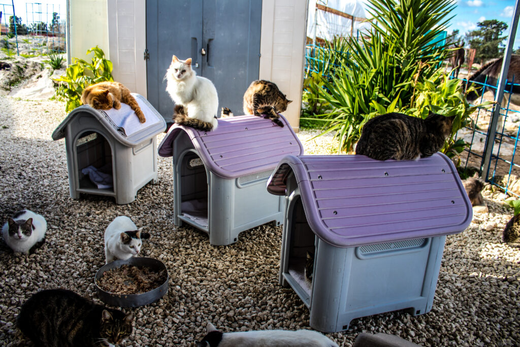 How to Find Safe and Comfortable Cat Boarding in Auckland
