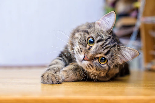 How to Find Safe and Comfortable Cat Boarding in Auckland