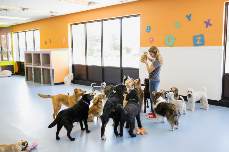 Why Professional Pet Care Matters While You’re Away