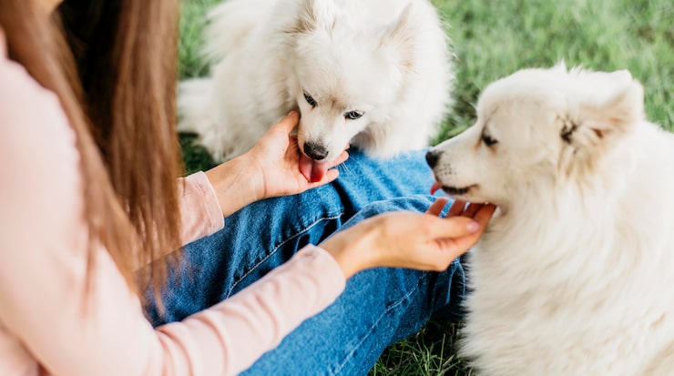 How to Find the Right Puppy Daycare in Auckland for Your Dog