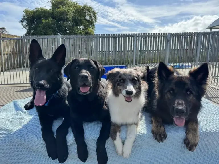First Time Boarding Your Dog? How to Prepare in Auckland