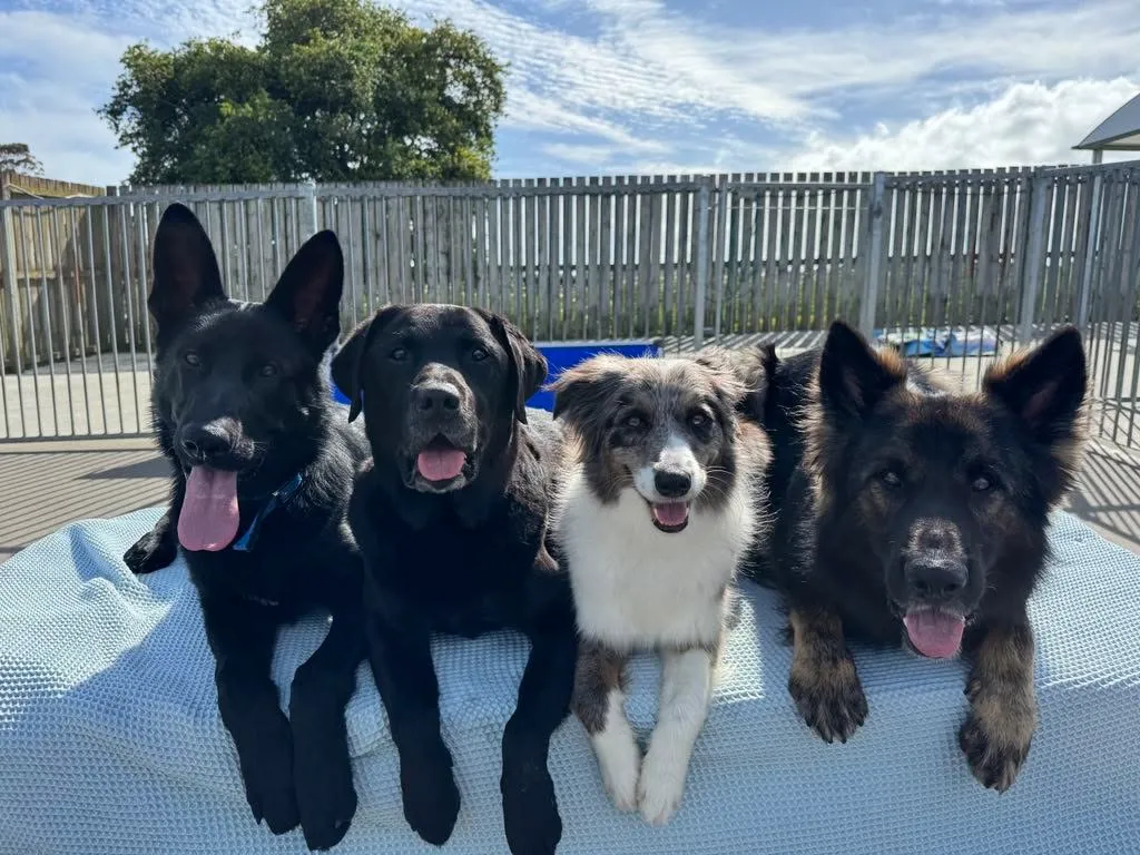 First Time Boarding Your Dog? How to Prepare in Auckland