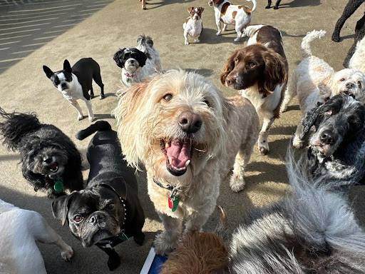 pet care in NZ