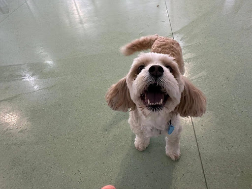 How to Find the Right Puppy Daycare in Auckland for Your Dog