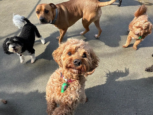 How to Choose the Right Dog Kennels in New Zealand for Your Pet