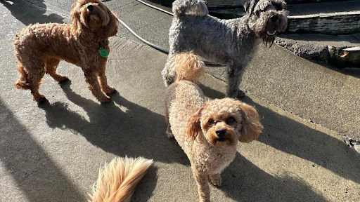 What to Look for When Choosing Dog Boarding in Auckland