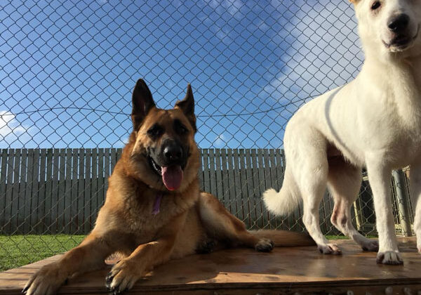 dog-kennel-auckland cattery east auckland
