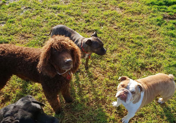 dog-kennels-auckland kennel nz